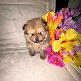 Ozzy - Orange sable male Pomeranian puppy in Zavalla, Texas from Precious Puff Poms