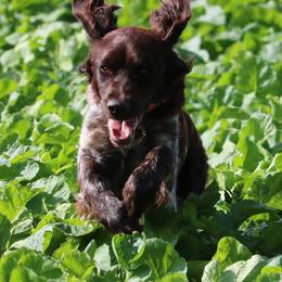 Kleine Munsterlanders from Vom Eiswald / Swanson Kennels