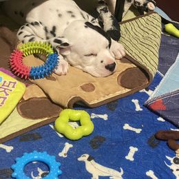 Dalmatian Puppies from Alofa Dalmatians