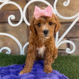 Supai - Red female Cavapoo puppy in Central, Arizona from Desert Valley Doodles