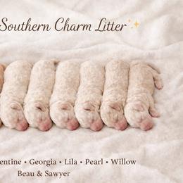 Pearl - Cream female Goldendoodle puppy in Macclenny, Florida from Baker County Goldendoodles