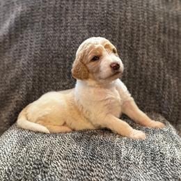 Riley - Parti female Goldendoodle puppy in Fayetteville, Arkansas from Mountain Grove Doodles
