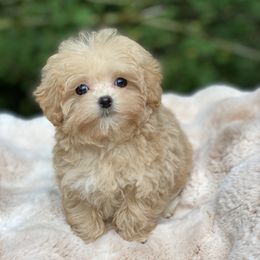 Cinnamon - Apricot female Maltipoo puppy in Bellingham, Washington from My Sweet Poodles and Doodles