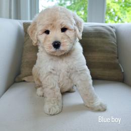 Blue Boy - Cream male Goldendoodle puppy in Rochester, New York from Sandy Creek Doodles