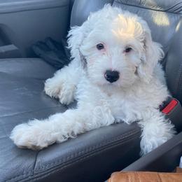 Buckeye - Parti male Goldendoodle puppy in Eaton, Ohio from Dezi’s Sonshine Doodles