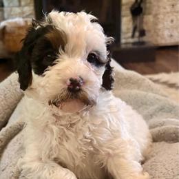 Orange girl - Tri-color female Bernedoodle puppy in Lake, Michigan from 3 King Doodles & Poodles