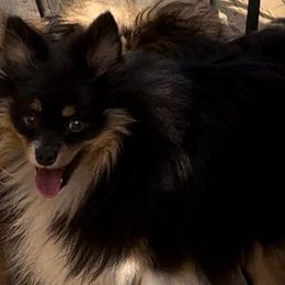 Victor - Pomeranian