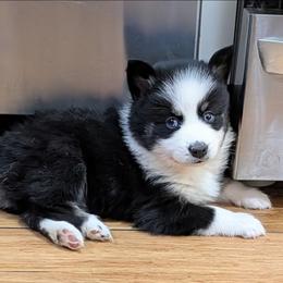 DxKg2 - Tri-color female Pomsky puppy in Charlotte, Michigan from Moore Pomskies