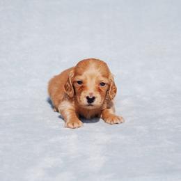 AKC Lemon - Cream male Dachshund puppy in Billings, Missouri from Bundles of Joy