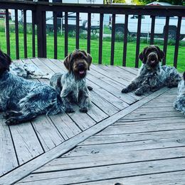 Wirehaired Pointing Griffons from Broken Tine Sporting Dogs