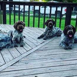 Wirehaired Pointing Griffons from Broken Tine Sporting Dogs