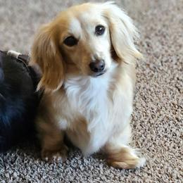 Willow - Dachshund