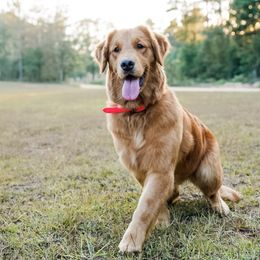 Kenya - Golden Retriever