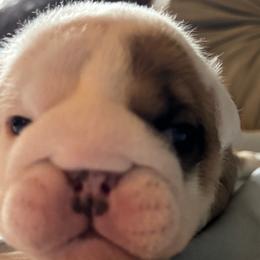 Mr Potato Head - Red and white male Bulldog puppy in Fayettville Ar, Arkansas from Ozark Bulldogs