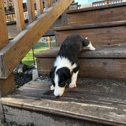 Silken Windhound Puppies from Regalant Silken Windhounds