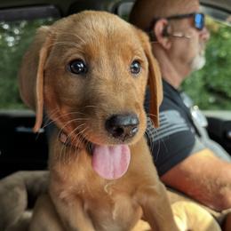 Miss Rue - Yellow female Labrador Retriever puppy in Portland, Tennessee from Whiskey Ridge Retrievers