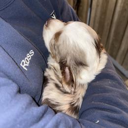 Miniature Australian Shepherd Puppies from Mid-Plains Mini Aussies