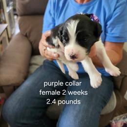 Purple collar girl - Black and white female Bernedoodle puppy in Fairmount, Indiana from Capens' Doodles,Poodles and Poo's