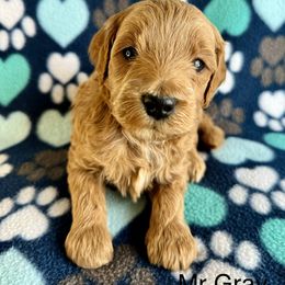Mr Gray - Apricot male Goldendoodle puppy in Lowville, New York from Valley View Doodles