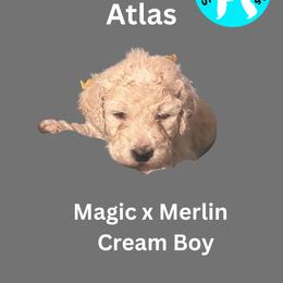 Boy 3 - male Poodle puppy in Baltimore, Maryland from Steinrock’s Standards