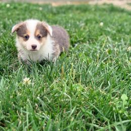 Peter - Blue male Pembroke Welsh Corgi puppy in Ashland, Ohio from SS Australian Shepherds