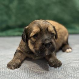 Ginger - Gold sable female Havanese puppy in Bowling Green, Kentucky from Denise Clark