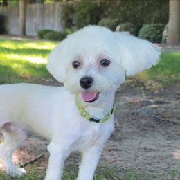 Rico - Maltese