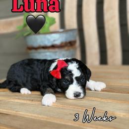 Luna - Tri-color female Bernedoodle puppy in Runaway Bay, Texas from Green Ranch Doodles