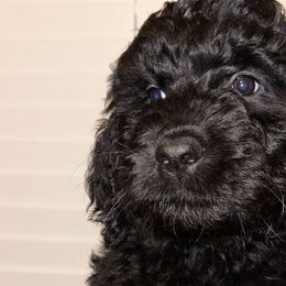 Janice - Black Goldendoodle puppy in Kissimmee, Florida from Pawplar Goldens