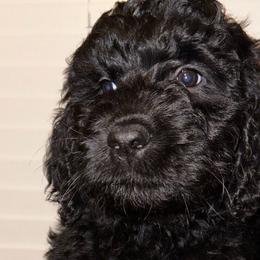 Janice - Black Goldendoodle puppy in Kissimmee, Florida from Pawplar Goldens