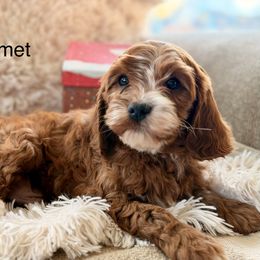 Comet - Red male Cavapoo puppy in Oxford, Pennsylvania from FriendlyPals