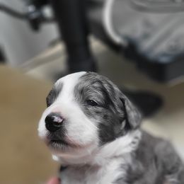 Orange collar - Blue merle male Bernedoodle puppy in Wallace, Michigan from Daisy's Doodles