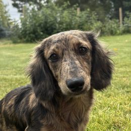 Lainey - Dachshund