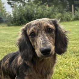 Lainey - Dachshund