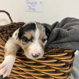 Snuggle Bug - Blue merle female Miniature Australian Shepherd puppy in Mt Juliet, Tennessee from J&J Harmony Acres