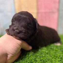 Wren - Liver female Miniature Schnauzer puppy in Lufkin, Texas from C&K’s Schnauzer House