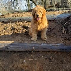 Goldendoodles from Guardian Angel Mini Goldendoodle Puppies
