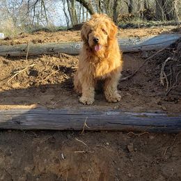 Goldendoodles from Guardian Angel Mini Goldendoodle Puppies