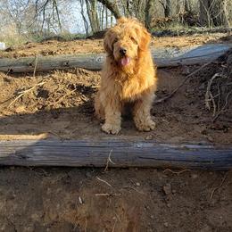 Goldendoodles from Guardian Angel Mini Goldendoodle Puppies
