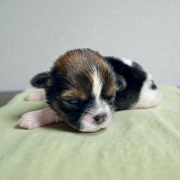 AKC-Sunny - Tricolor female Shih Tzu puppy in Mooresville, North Carolina from Juji Shih Tzu