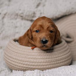 Hazel - Red  female Goldendoodle puppy in Duncan, South Carolina from Abner Creek Poodles & Doodles