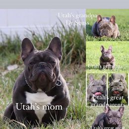 French Bulldog All Grown Up from Beau's French Bulldogs