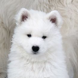 Samoyed Puppies from HaleStorm Samoyeds