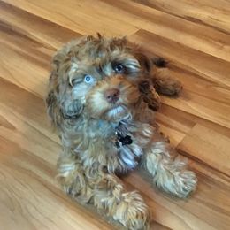 Aussiedoodles and Havapoos from What’s knot to love