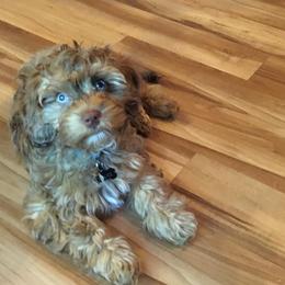 Aussiedoodles and Havapoos from What’s knot to love