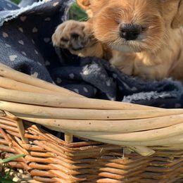 Cockapoo Puppies from ApplebyFarm