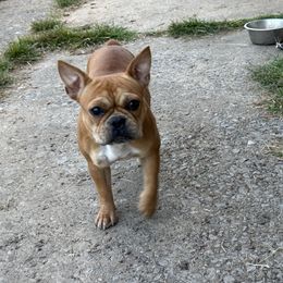 Girl 1 - Fawn French Bulldog puppy in Calhoun, Georgia from Shays Designer Dogs