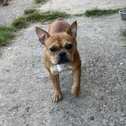 Girl 1 - Fawn French Bulldog puppy in Calhoun, Georgia from Shays Designer Dogs