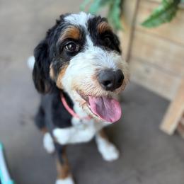 Ruthie - Bernedoodle