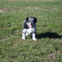 Aspen - Blue merle female Australian Shepherd puppy in Stephenville, Texas from Rockin B Australian Shepherds